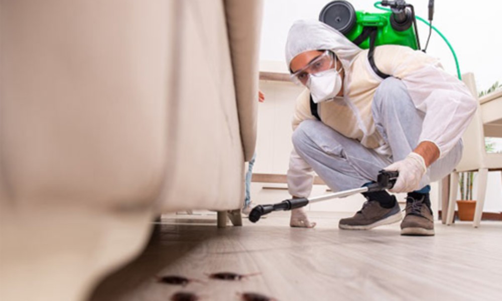 Derry’s Hidden Threat: How Silent Pests Damage Cognitive Health Unnoticed Daily